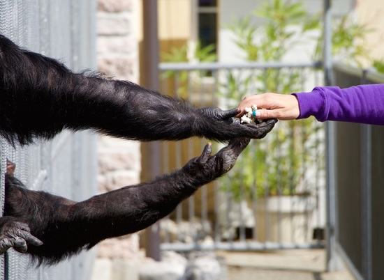 В Волгограде выявлены «переработки» животных в контактном зоопарке